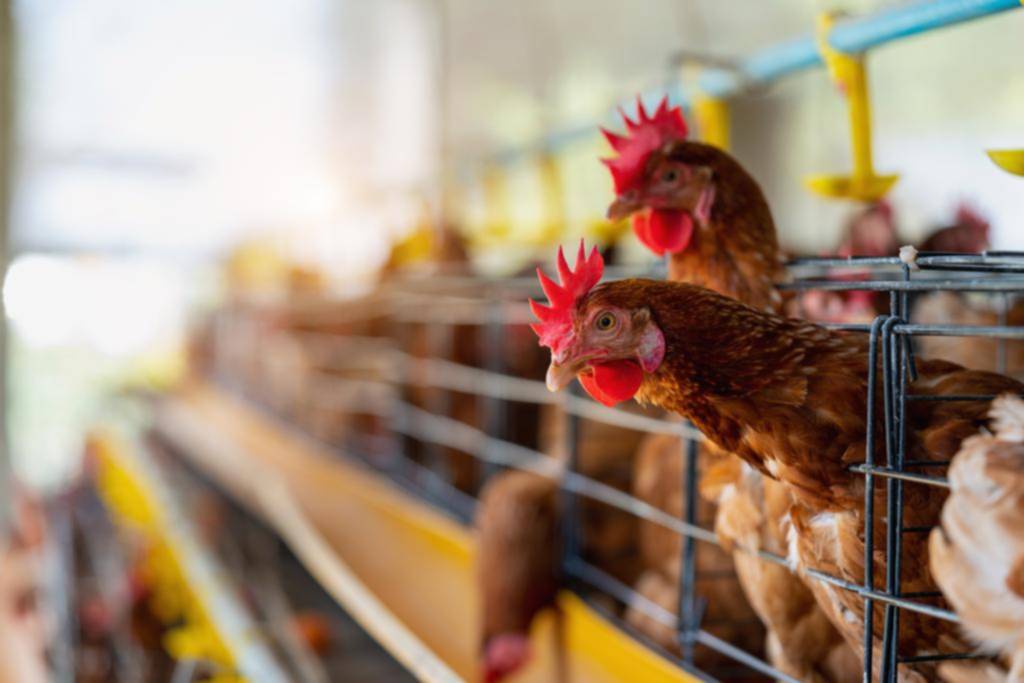 Gripe aviar en el país: frenan exportaciones avícolas