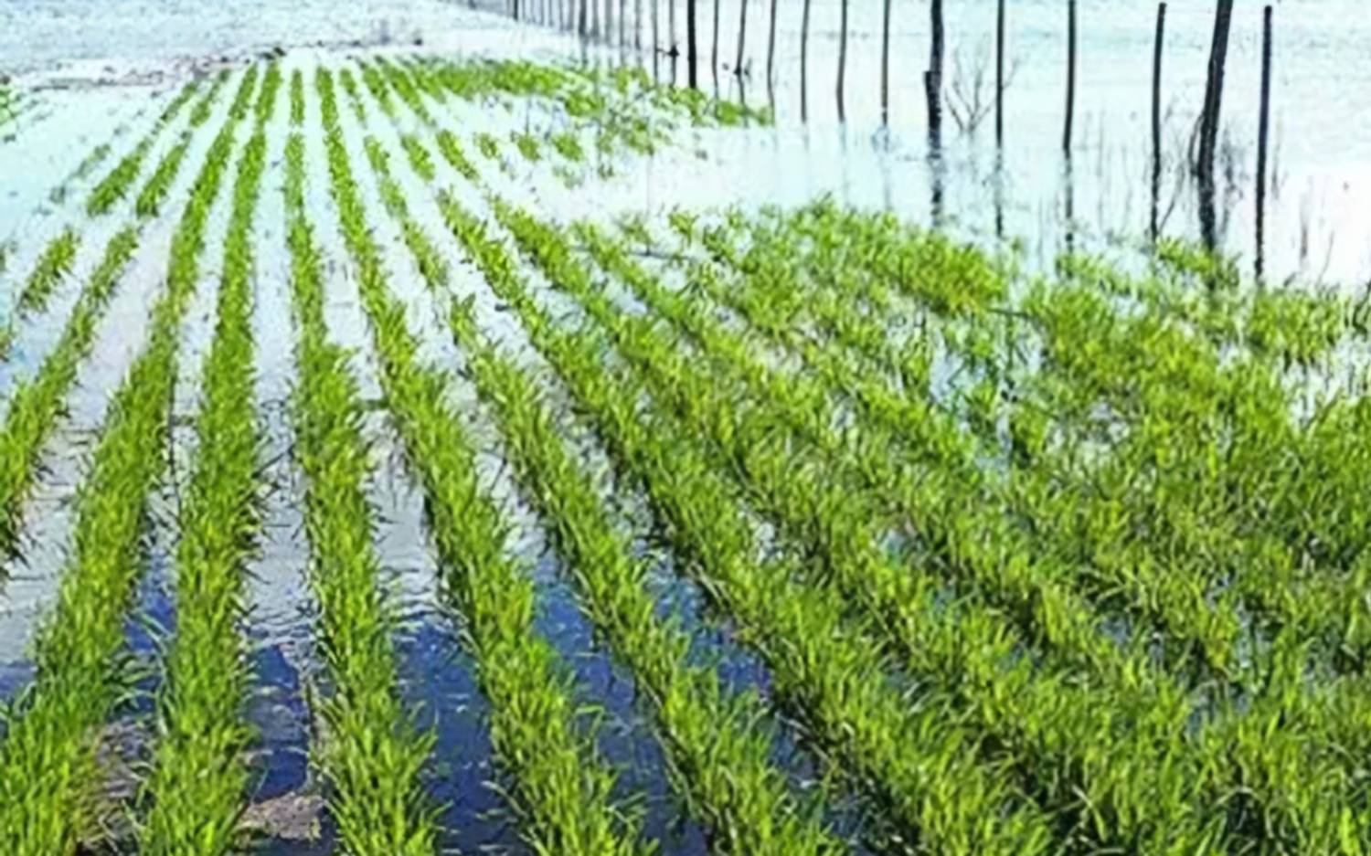 Exceso de lluvias tras la sequía genera alivio y preocupación en la zona núcleo agrícola