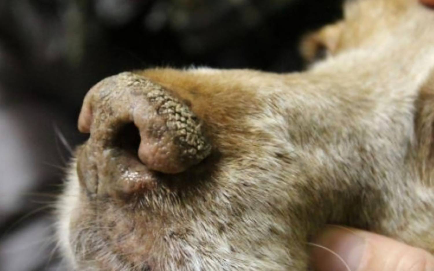 Mascotandil alerta por brote de moquillo en Tandil y pide vacunación urgente de mascotas