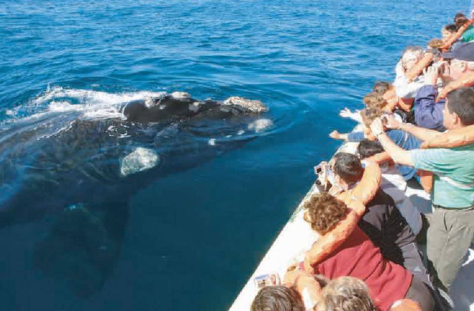 Registran un récord histórico de ballenas francas australes