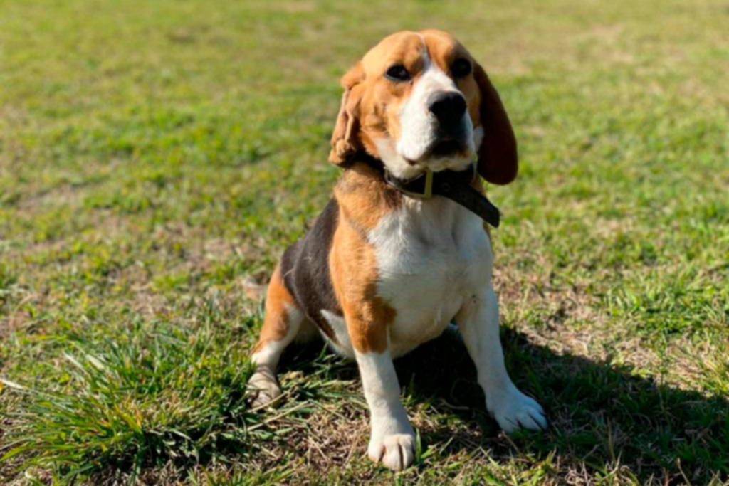 Los perros, cada vez más humanos: hoteles, obras sociales y atención 24 horas
