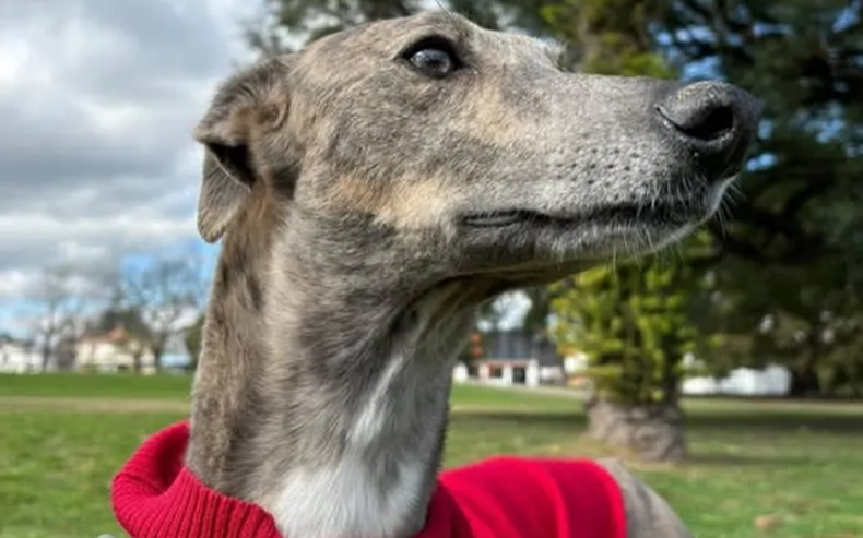 Así se vive la nueva jornada de adopción en Plaza Malvinas