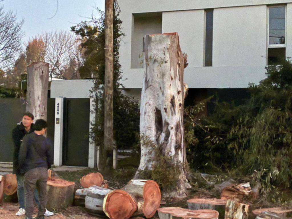Vecinos movilizados por la tala de eucaliptos