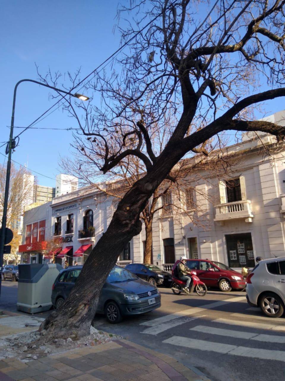Temor en el centro por un árbol que estaría a punto de caer en 11 y 48
