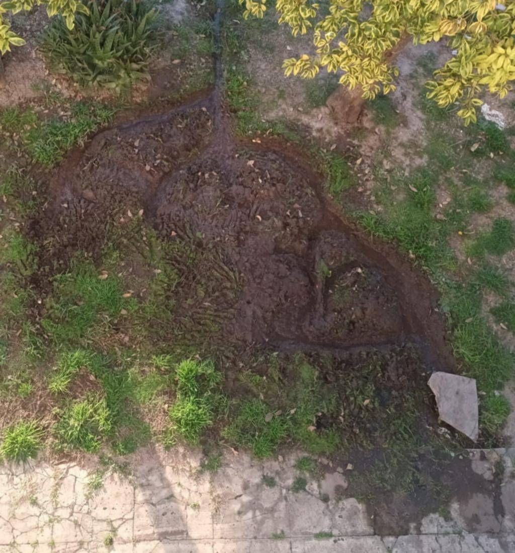 Reclamo por una pérdida de agua que “cumplirá un año y mata árboles”