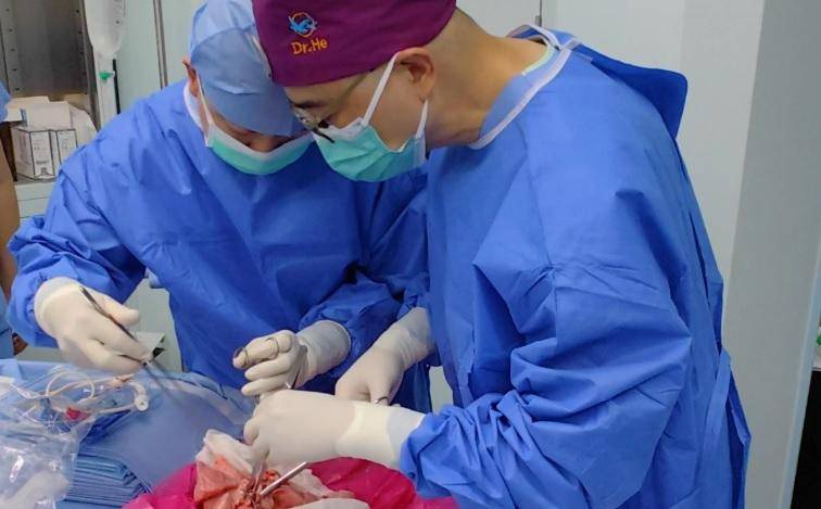 Ensayan trasplante inédito: un pulmón de cerdo en un ser humano