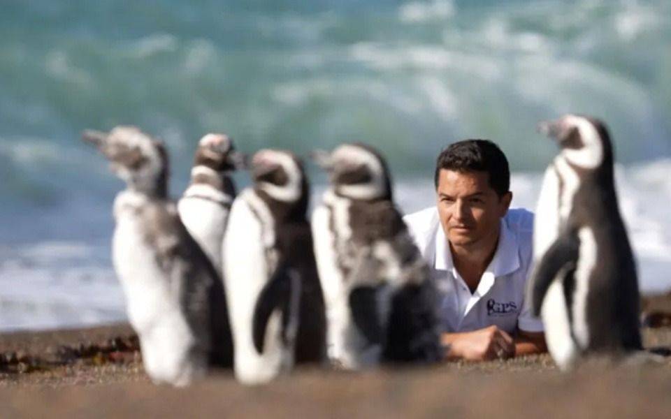 “El Señor de los Pingüinos” en La Plata: mucho más que un registro naturalista