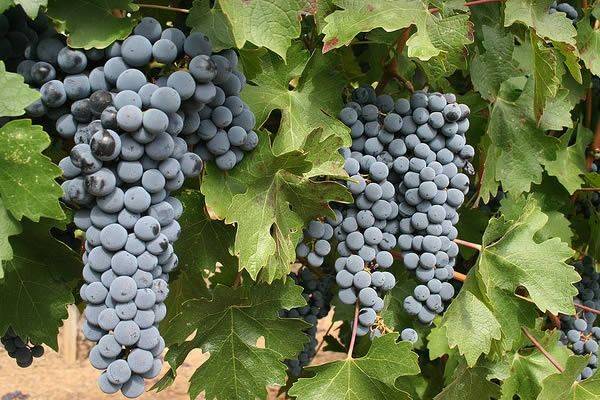 Día del Cabernet Sauvignon