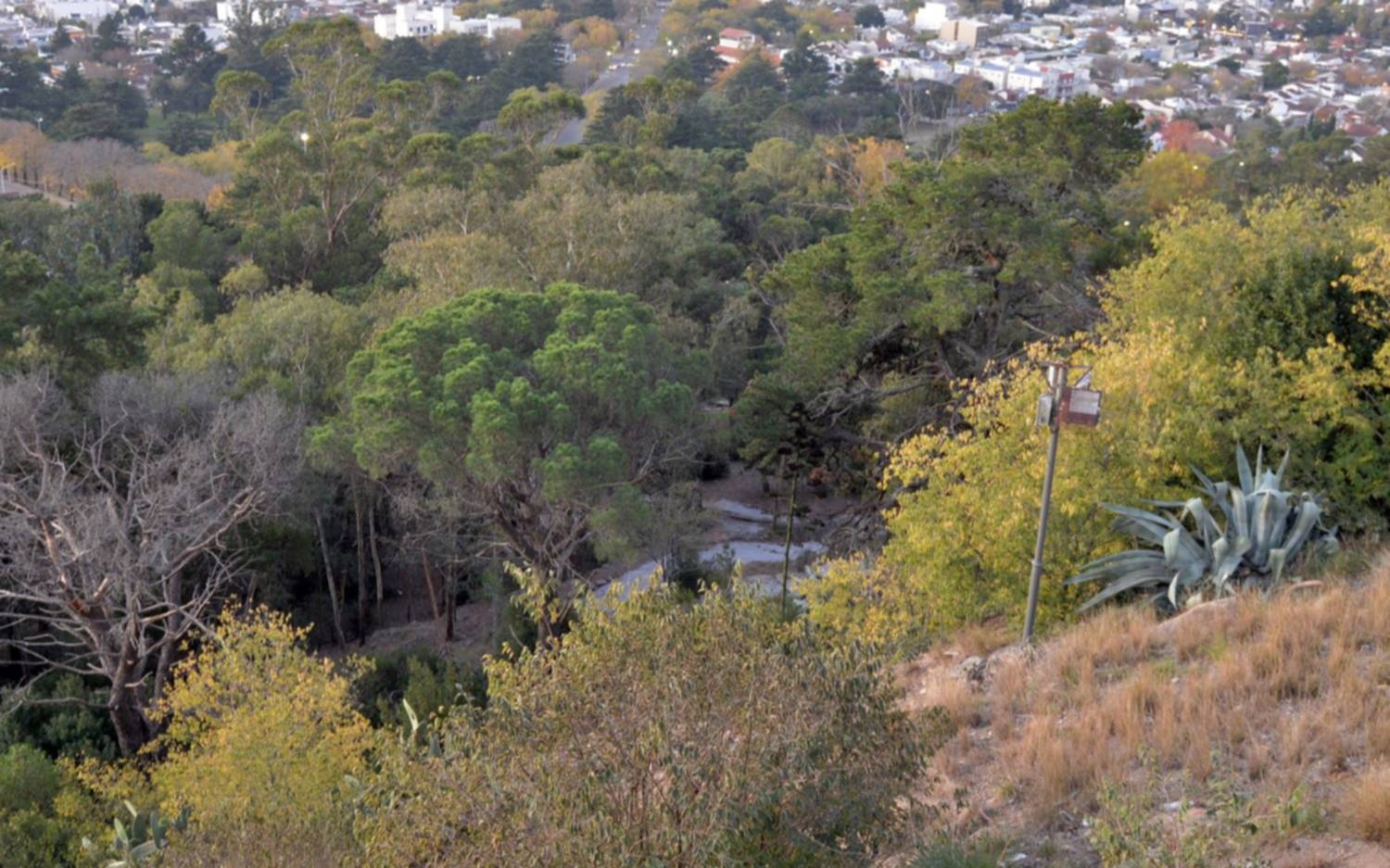 Tandil presentará un relevamiento del arbolado urbano en una jornada pública