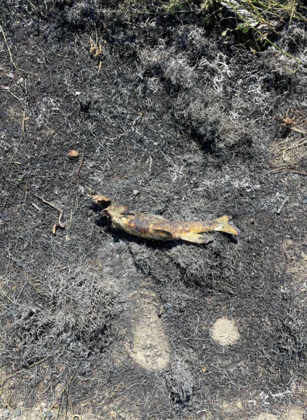 Un pez cayó del cielo y provocó un incendio