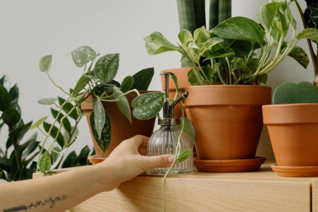 Plantas de interior: las más resistentes para principiantes