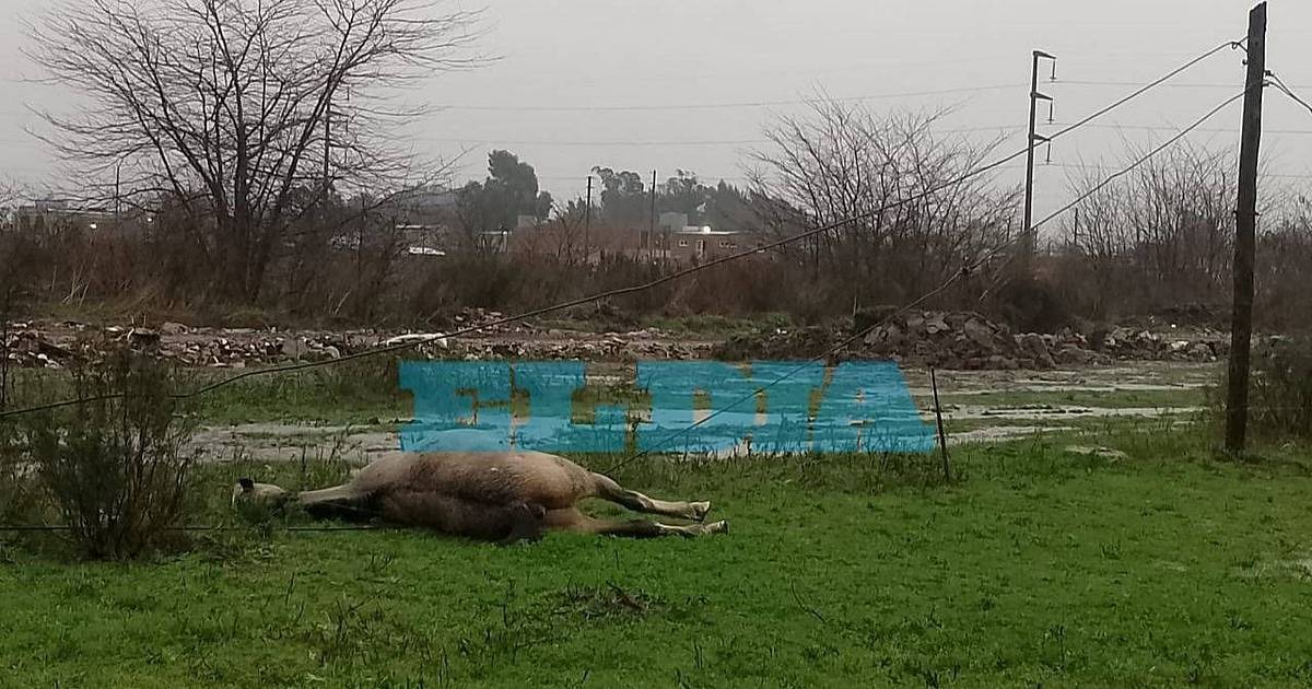 Encontraron muerto a un hombre junto a un caballo en un campo de La Plata | El Dia