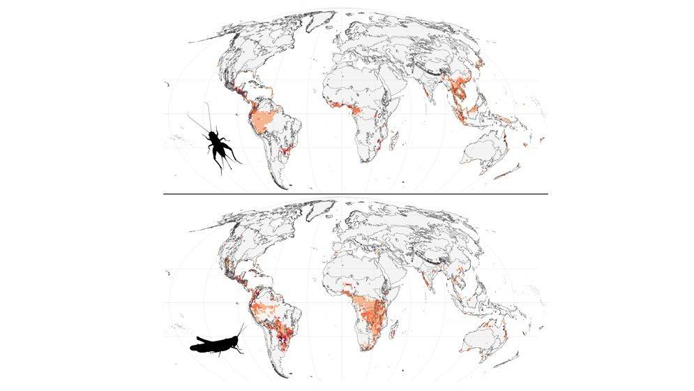 De saltamontes a grillos: el mapa global de los insectos, hecho en La Plata