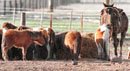 Se inició una causa penal por la muerte de los caballitos enanos