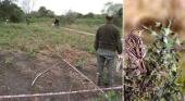 La zarzamora está matando especies locales