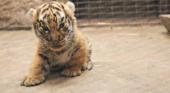 Presentan a los nuevos tigres de bengala que nacieron en el Zoo