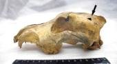 Un cráneo antiguo de perro evidencia la temprana domesticación de animales