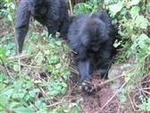 Gorilas jóvenes desmantelan trampas de cazadores furtivos