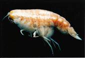 Extraña especie marina se alimenta de madera