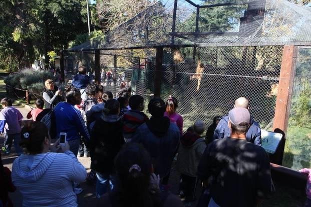 Discuten si el Zoo local del futuro será sin jaulas