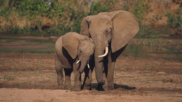 Alerta en África: la población de elefantes cayó un 30% en 7 años