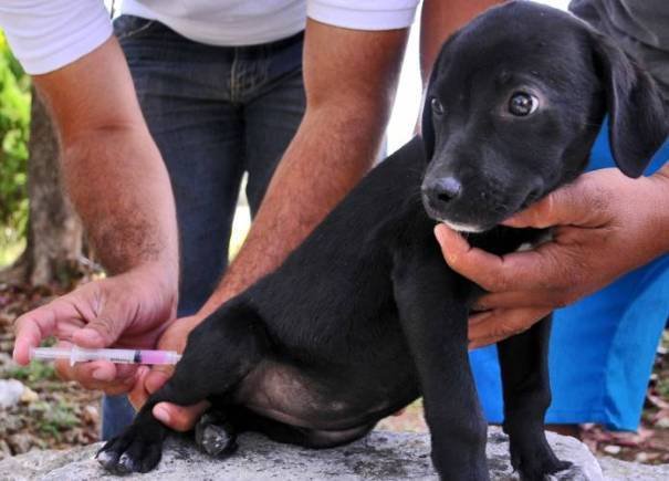 Continúa la campaña de castración y vacunación gratuita
