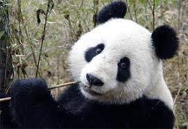¡Sí se puede!: el panda gigante dejó de estar en peligro de extinción