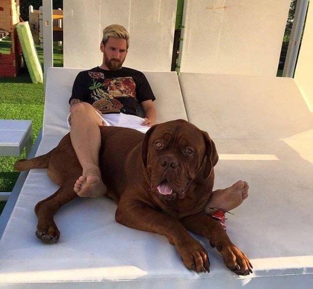 Le metieron el perro...