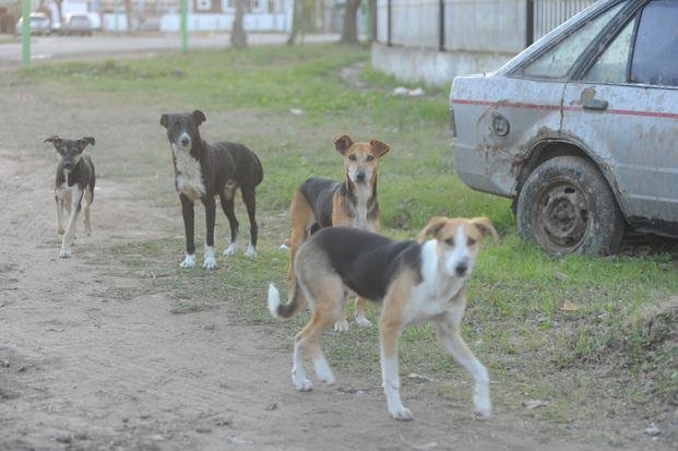 Los Perros Callejeros Un Problema Cronico Con Violentos Antecedentes La Ciudad