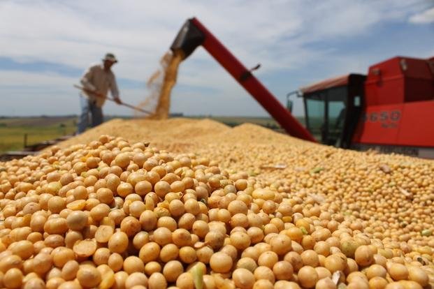 La soja cierra la semana con suba de 0,52%