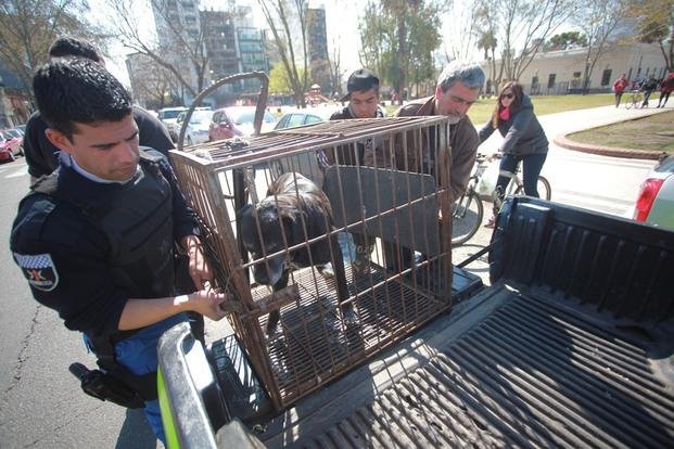 El perro que aterrorizó a un barrio