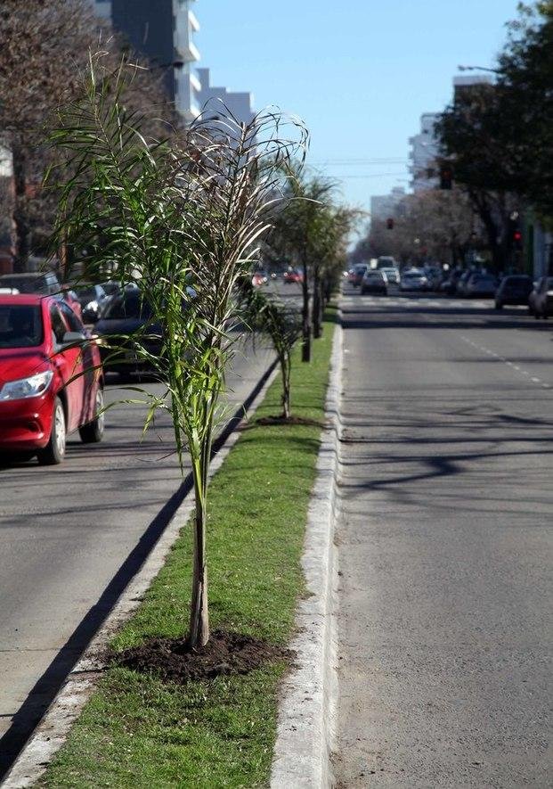 Tratan de recuperar el patrimonio forestal de la Ciudad