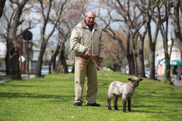 Video: un vecino saca a pasear a una oveja  y sorprende a  todo el barrio