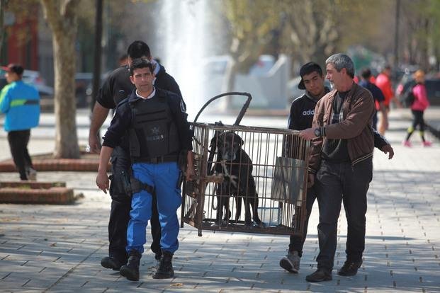 Llega al Concejo el debate por los perros callejeros