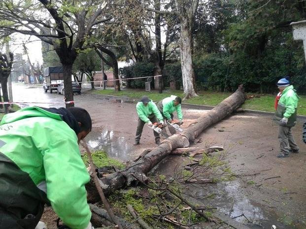 Servicios Públicos atendió emergencias por caída de árboles
