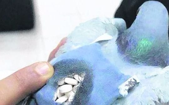 Usaban una paloma mensajera con "mochila" para  ingresar droga a la cárcel 10 veces por día