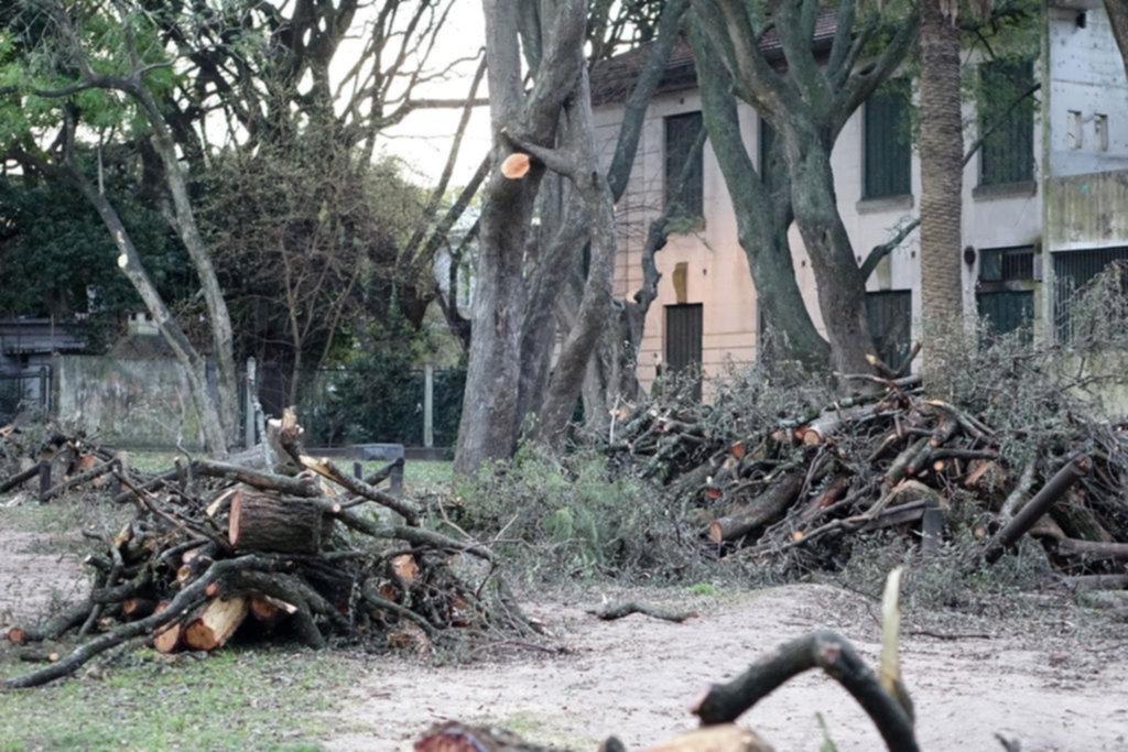 Motosierras arrasaron con árboles en la zona universitaria del Bosque