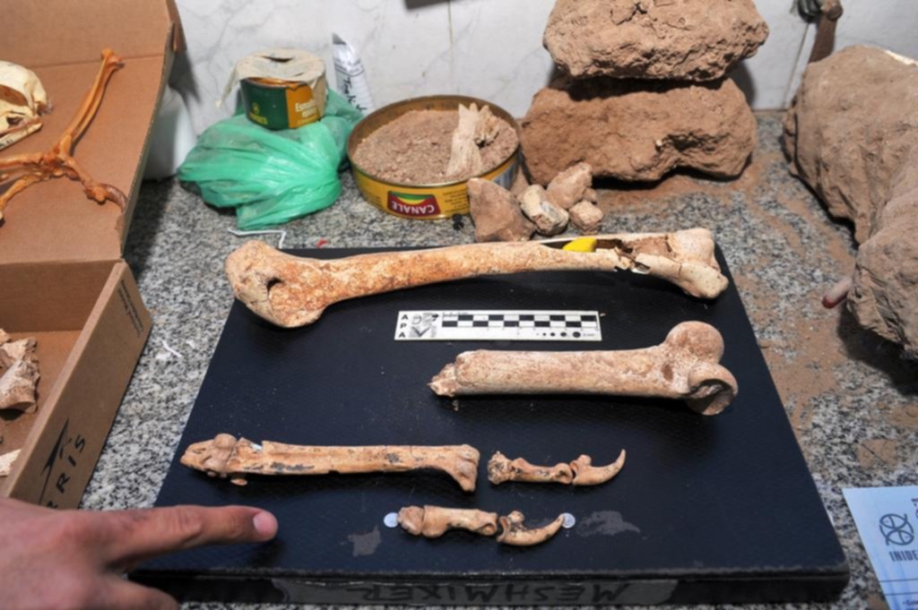 Encuentran fósiles de un águila y un cóndor de unos 3 millones de años