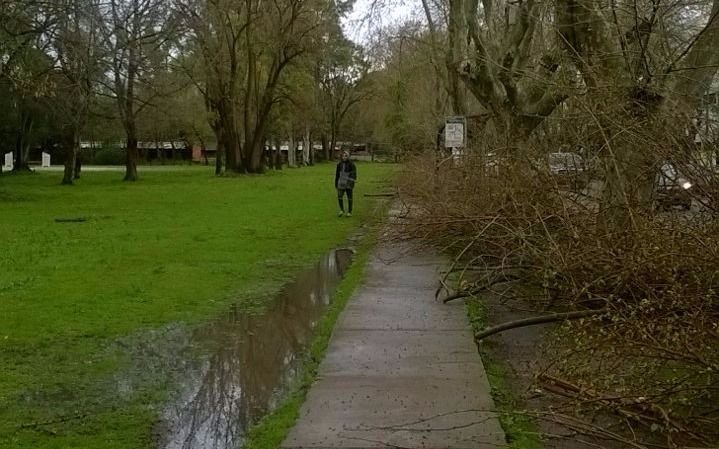Reclaman por recolección de ramas en corredor universitario del Bosque