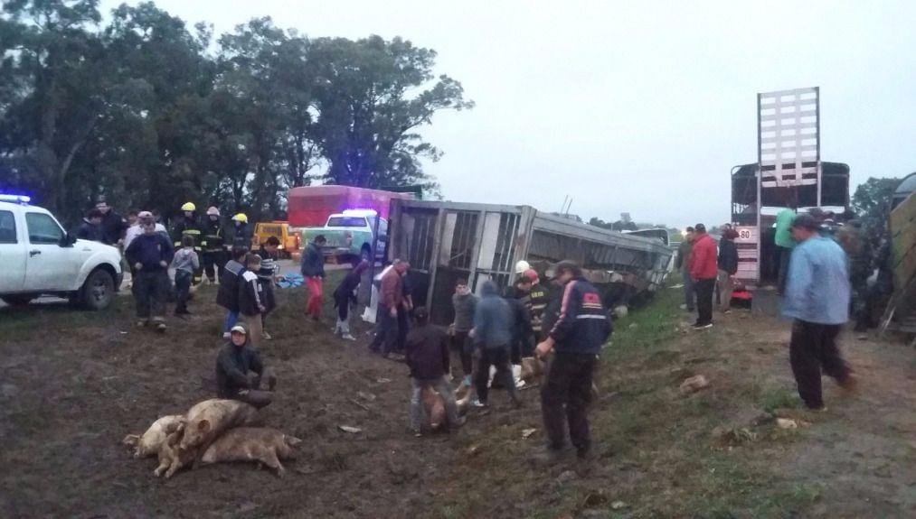 Volcó un camión con chanchos en la ruta 6 y le robaron la carga