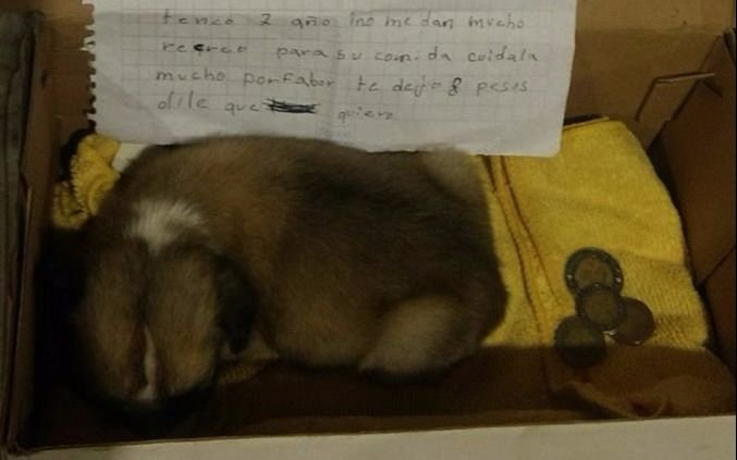 Abrió la puerta de su casa y se encontró con una  perrita recién nacida, 8 pesos y una emotiva  carta escrita por una nena de siete años