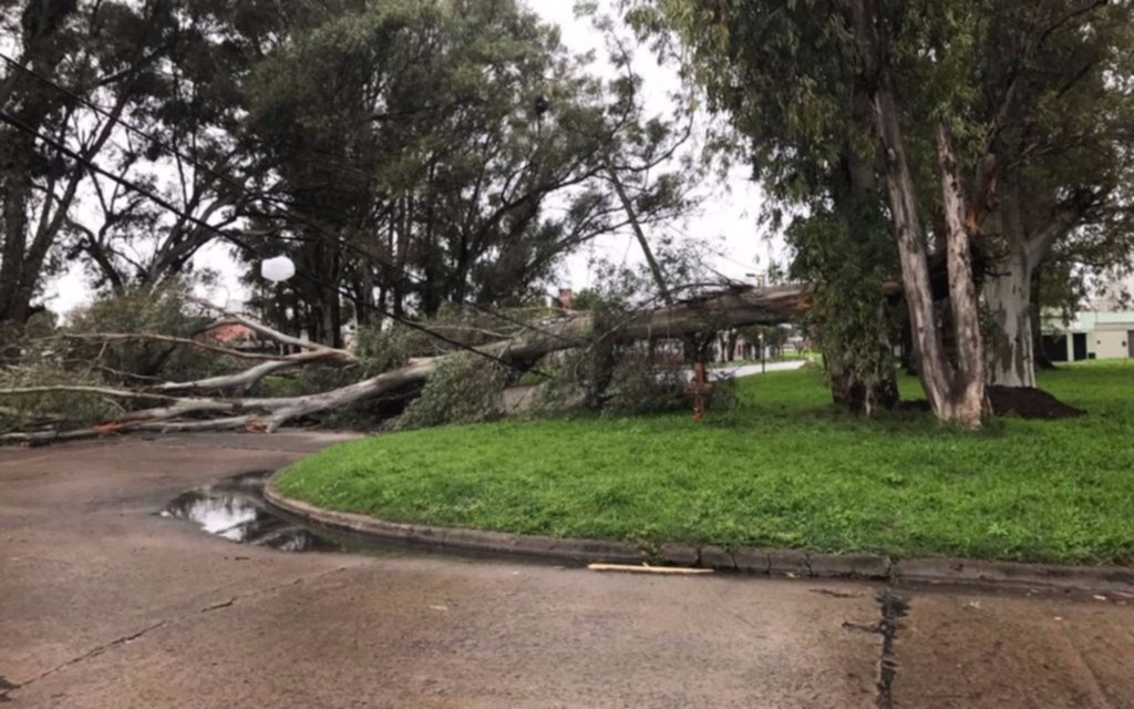 Los fuertes vientos tumbaron un árbol en 120 y 70