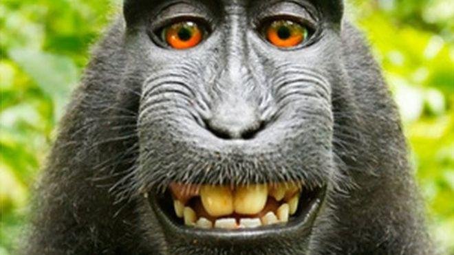 En la demanda por los derechos de autor de una selfie famosa, el fotógrafo le ganó al mono