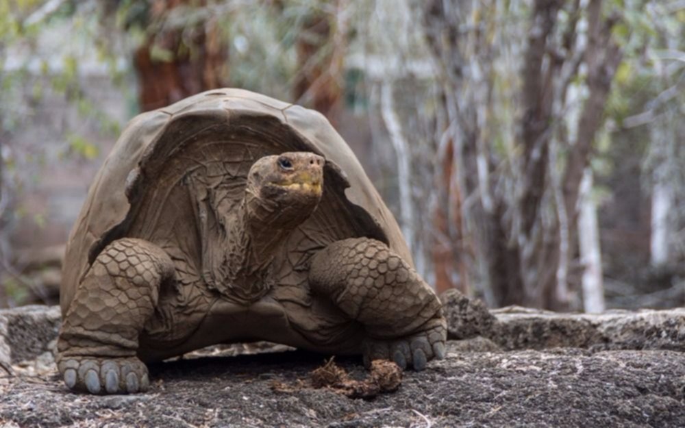Recuperan una especie de tortuga gigante que se creía extinta hace más de 150 años
