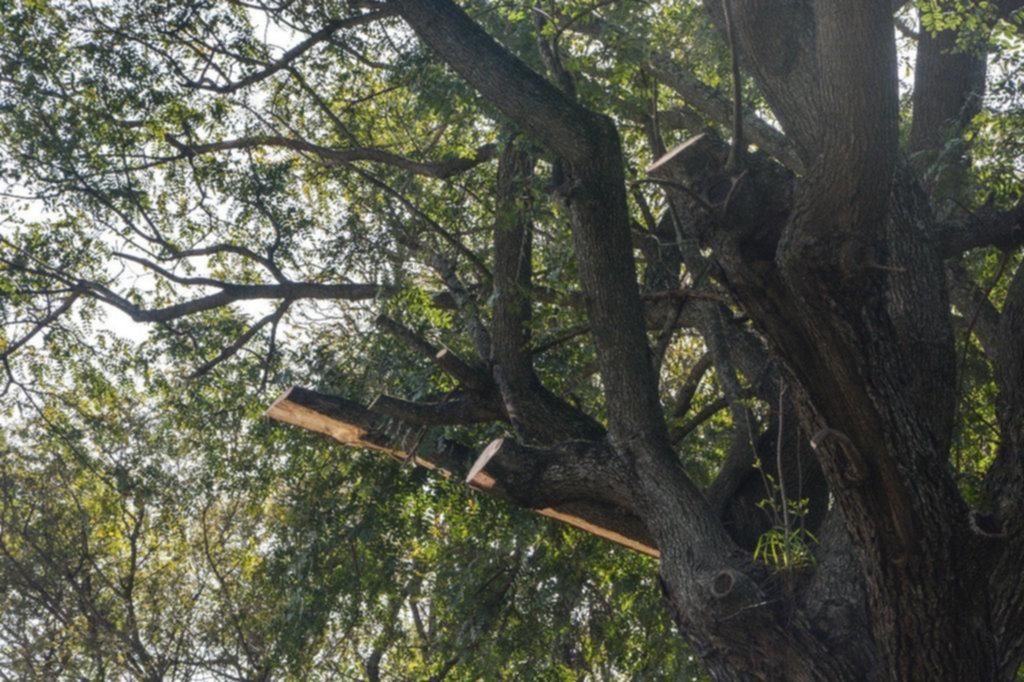 El patrimonio forestal platense sufre otra poda drástica y fuera de época