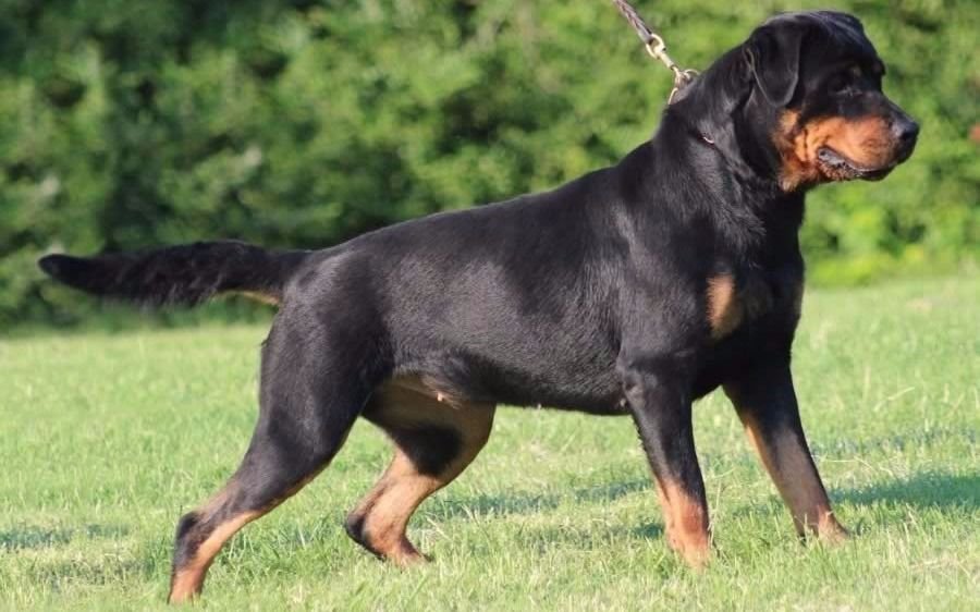 La justicia ordenó matar a un perro Rottweiler