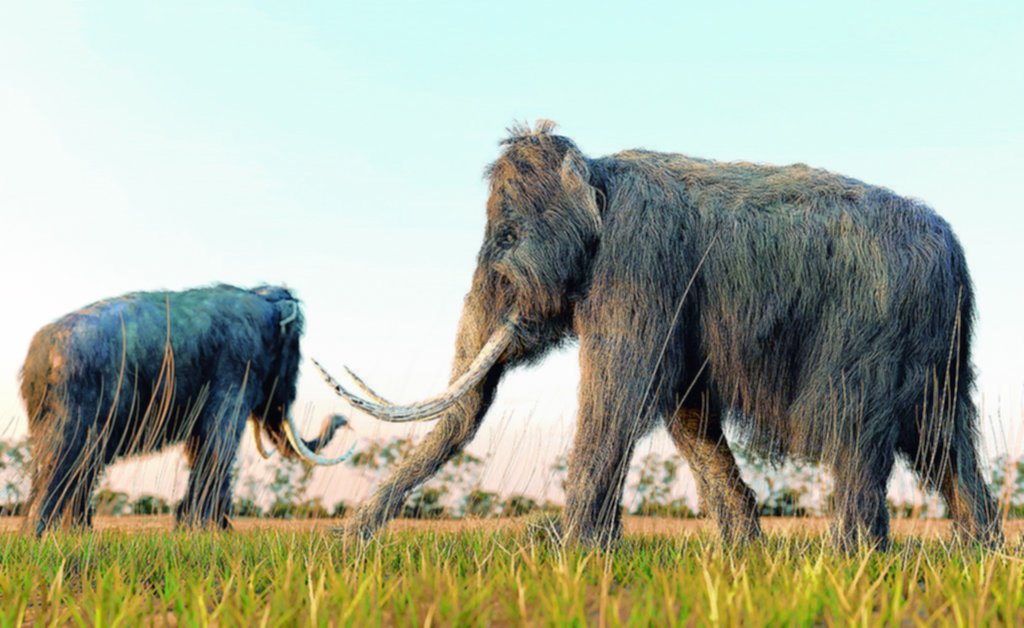 Confirman la presencia de “elefantes prehistóricos” en el norte bonaerense