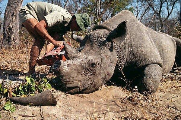 Está prohibido pero los cuernos de rinoceronte ganan el mercado negro