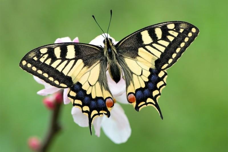 Científicos desentrañan el misterio del color de las alas de las mariposas