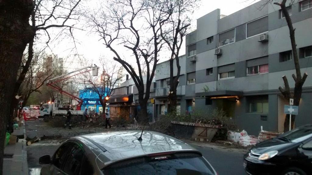 Podas excesivas y fuera de época ponen en riesgo el arbolado urbano